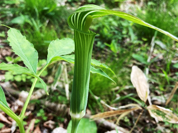 仏炎苞　マムシグサ　カントウマムシグサ　テンナンショウ属　山野草　霧ヶ峰　別荘地　長野県