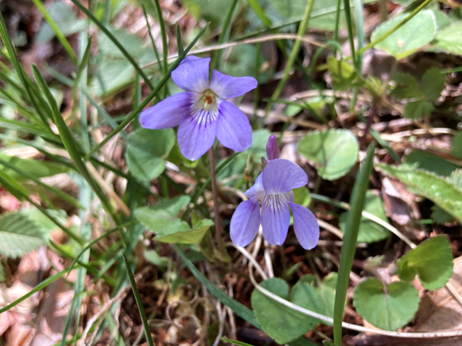 霧ヶ峰　山野草　スミレ　菫　タチツボスミレ　ビバルデの丘　別荘地