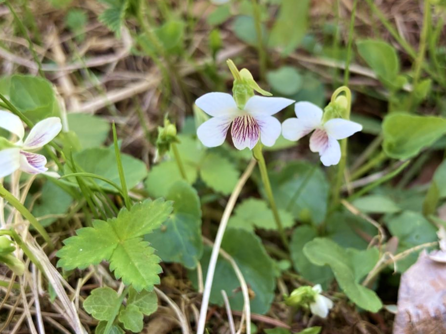 霧ヶ峰　山野草　スミレ　菫　ニョイスミレ　ビバルデの丘　別荘地