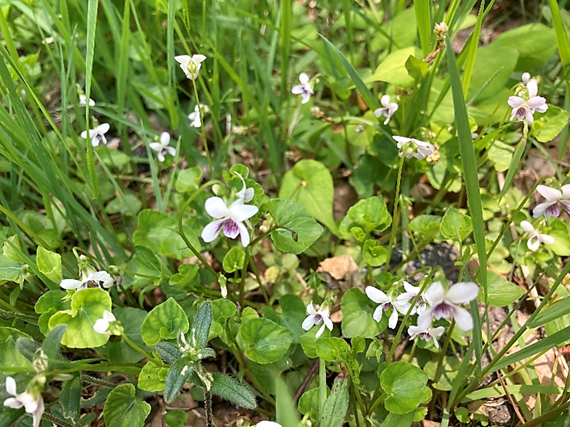 霧ヶ峰　山野草　スミレ　菫　ニョイスミレ　ビバルデの丘　別荘地