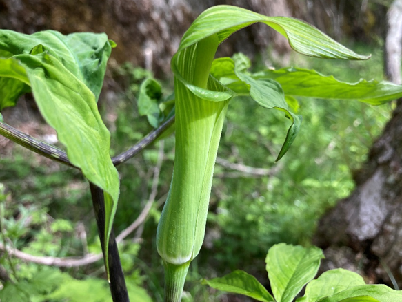 仏炎苞　マムシグサ　カントウマムシグサ　テンナンショウ属　山野草　霧ヶ峰　別荘地　長野県