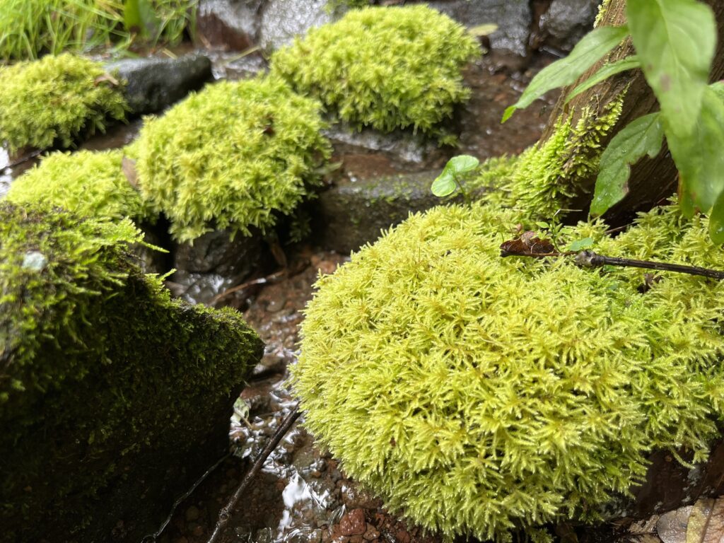 水場　霧ヶ峰　別荘