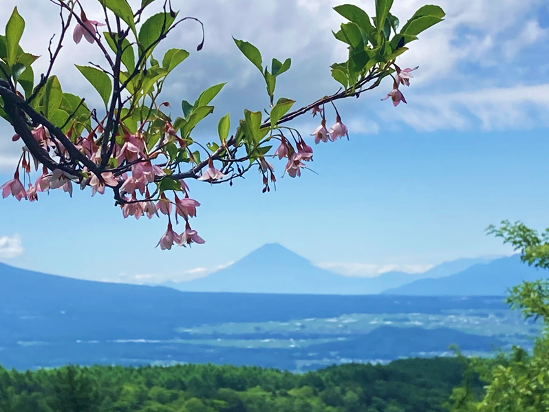 富士山　夏　ビバルデの丘　霧ヶ峰　別荘地　避暑地