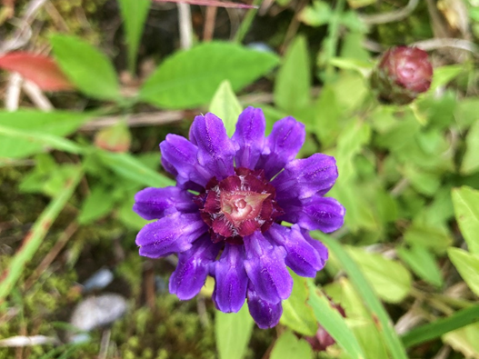 ビバルデの丘　霧ヶ峰　霧ヶ峰高原　別荘地　山野草　ウツボグサ　夏枯草　夏