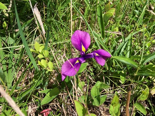 ビバルデの丘　霧ヶ峰　霧ヶ峰高原　別荘地　山野草　ノハナショウブ　夏