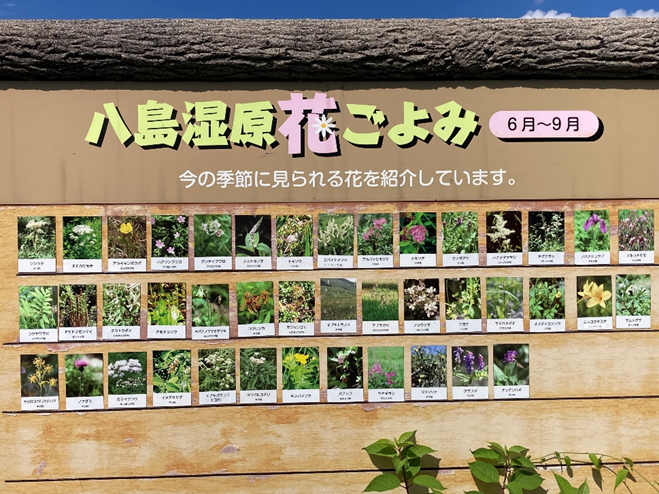 霧ヶ峰　八島湿原　八島ヶ原湿原
山野草　山の花