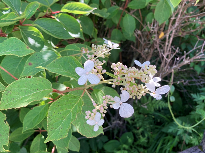 霧ヶ峰　八島湿原　八島ヶ原湿原
山野草　山の花　ノリウツギ