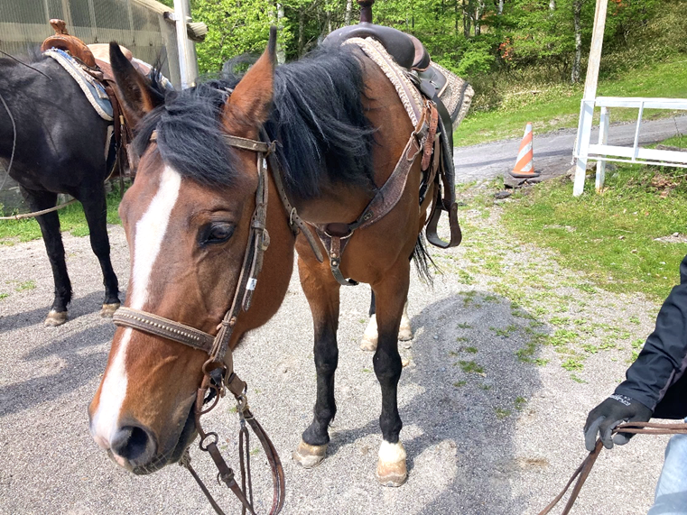 霧ヶ峰　白樺湖　別荘地　ビバルデの丘　ホープロッヂ乗馬牧場　ビーナスライン　乗馬