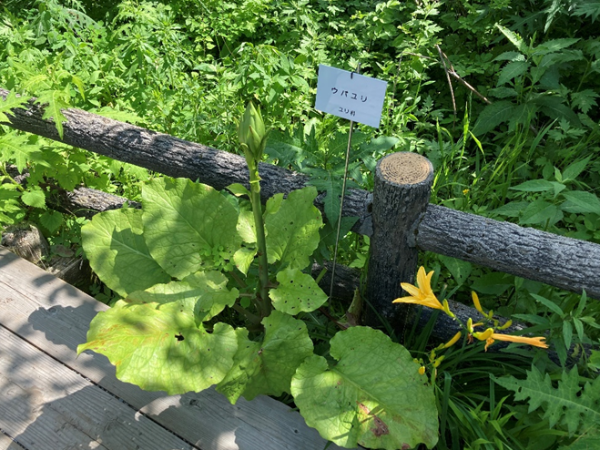 霧ヶ峰　八島湿原　八島ヶ原湿原
山野草　山の花　ウバユリ