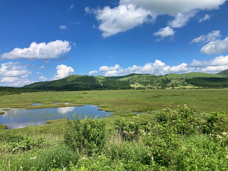 霧ヶ峰　八島湿原　八島ヶ原湿原
山野草　山の花　湿原