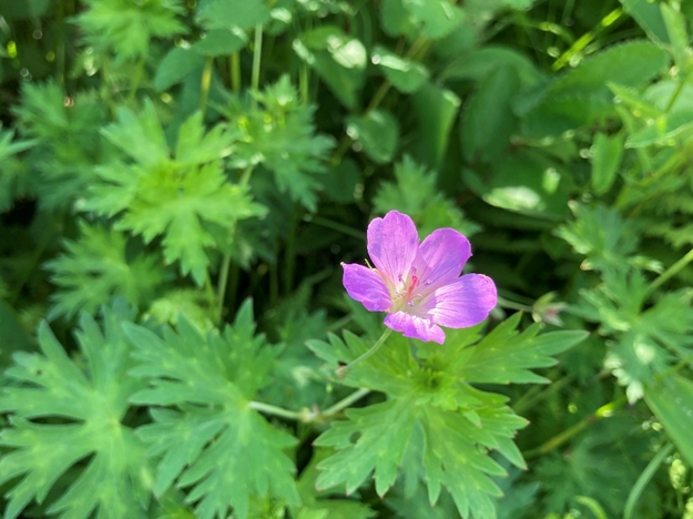 霧ヶ峰　八島湿原　八島ヶ原湿原
山野草　山の花　ハクサンフウロ