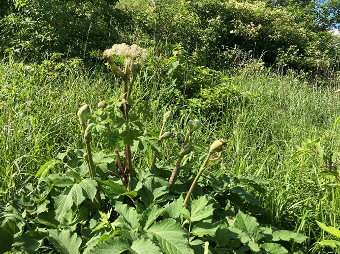 霧ヶ峰　八島湿原　八島ヶ原湿原
山野草　山の花　シシウド