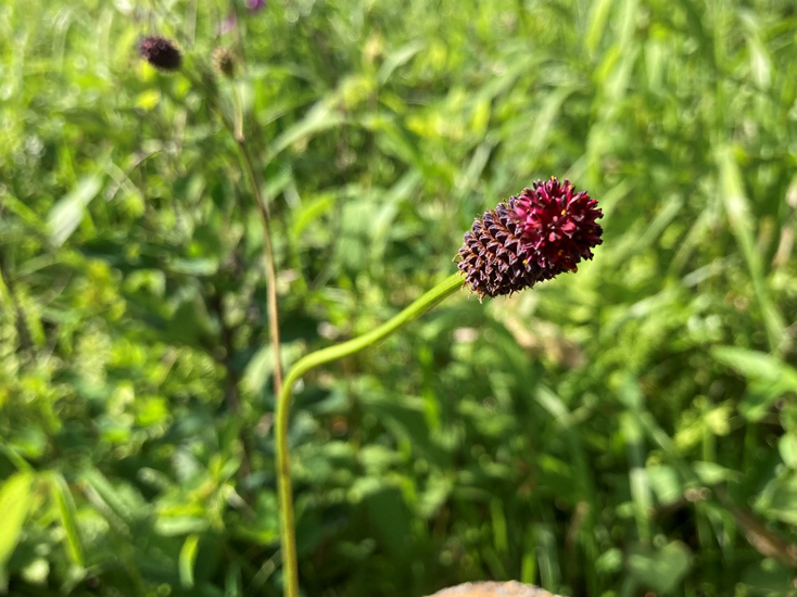 霧ヶ峰　八島湿原　八島ヶ原湿原
山野草　山の花　ワレモコウ