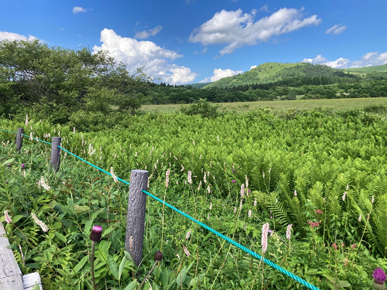 霧ヶ峰　八島湿原　八島ヶ原湿原
山野草　山の花　イブキトラノオ　ノアザミ