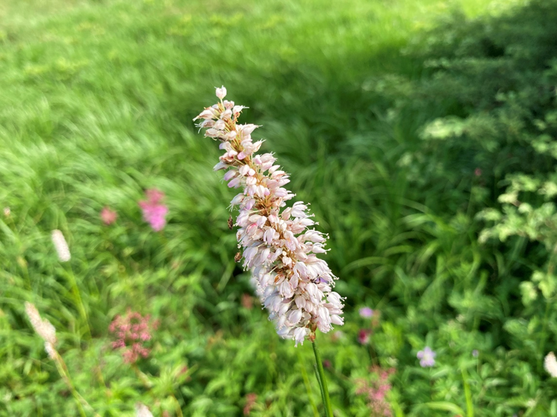 霧ヶ峰　八島湿原　八島ヶ原湿原
山野草　山の花　イブキトラノオ