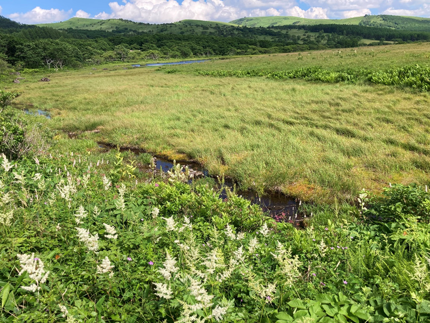 霧ヶ峰　八島湿原　八島ヶ原湿原
山野草　山の花　ハナチダケサシ