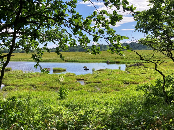 ビバルデの丘　霧ヶ峰　八島湿原　八島ヶ原　長野県　山野草　夏の花