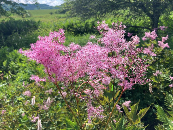 ビバルデの丘　霧ヶ峰　八島湿原　八島ヶ原　長野県　山野草　夏の花　アカバナシモツケソウ