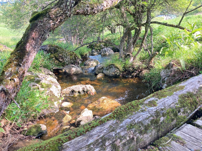 ビバルデの丘　霧ヶ峰　八島湿原　八島ヶ原　長野県　山野草　夏の花　川　避暑地　高原