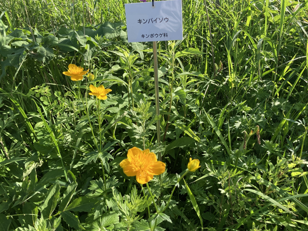 ビバルデの丘　霧ヶ峰　八島湿原　八島ヶ原　長野県　山野草　夏の花　川　避暑地　高原　キンポウゲ科　キンバイソウ