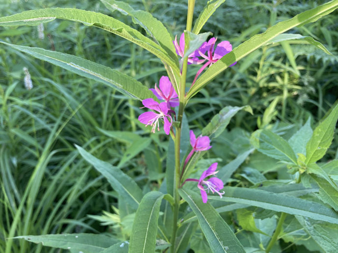 ビバルデの丘　霧ヶ峰　八島湿原　八島ヶ原　長野県　山野草　夏の花　川　避暑地　高原　ヤナギラン