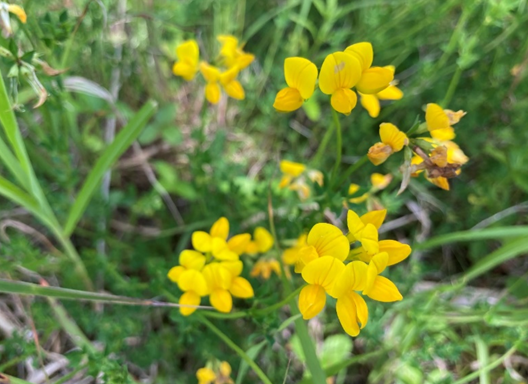 ビバルデの丘　霧ヶ峰　八島湿原　八島ヶ原　長野県　山野草　夏の花　川　避暑地　高原　ミヤコグサ　マメ科