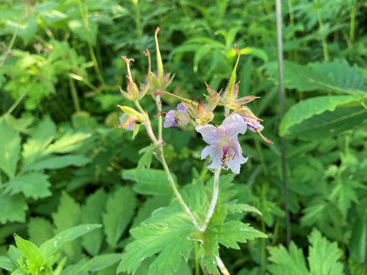 ビバルデの丘　霧ヶ峰　八島湿原　八島ヶ原　長野県　山野草　夏の花　川　避暑地　高原　グンナイフウロ