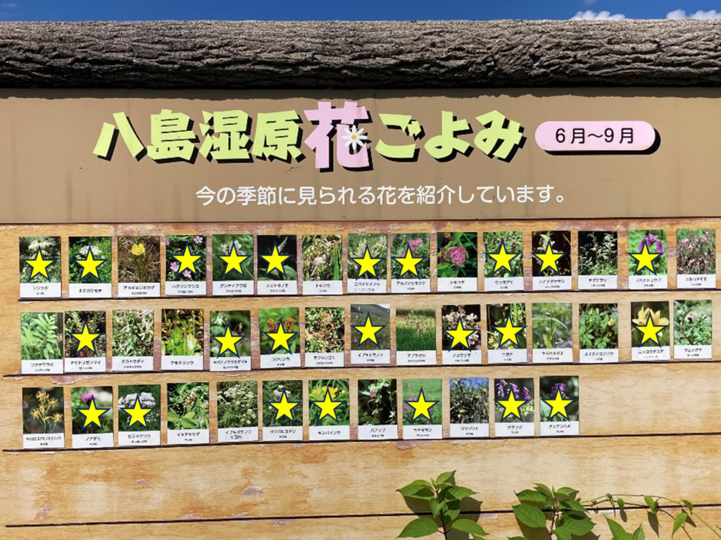 ビバルデの丘　霧ヶ峰　八島湿原　八島ヶ原　長野県　山野草　夏の花　川　避暑地　高原