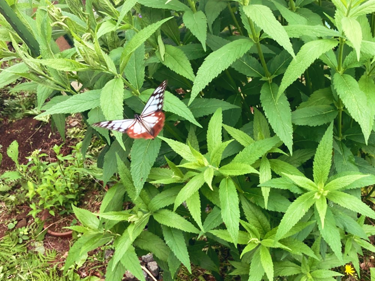 アサギマダラ　旅する蝶　ヨツバヒヨドリ　ビバルデの丘　霧ヶ峰　別荘地　避暑地