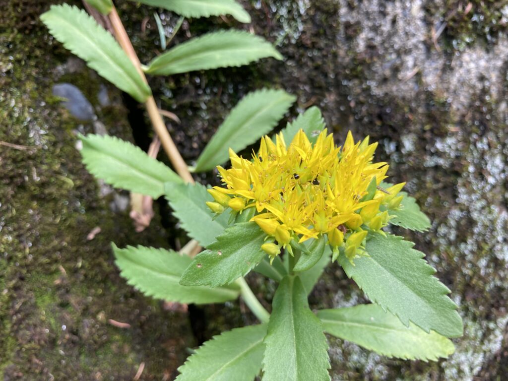 ビバルデの丘　霧ヶ峰　別荘地
長野県　諏訪市　霧ヶ峰高原　山野草　夏の花　キリンソウ