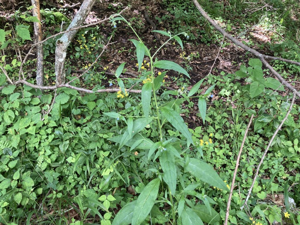 ビバルデの丘　霧ヶ峰　別荘地
長野県　諏訪市　霧ヶ峰高原　山野草　夏の花　オオルリソウ