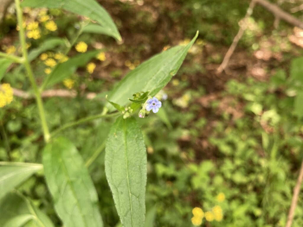 ビバルデの丘　霧ヶ峰　別荘地
長野県　諏訪市　霧ヶ峰高原　山野草　夏の花　オオルリソウ