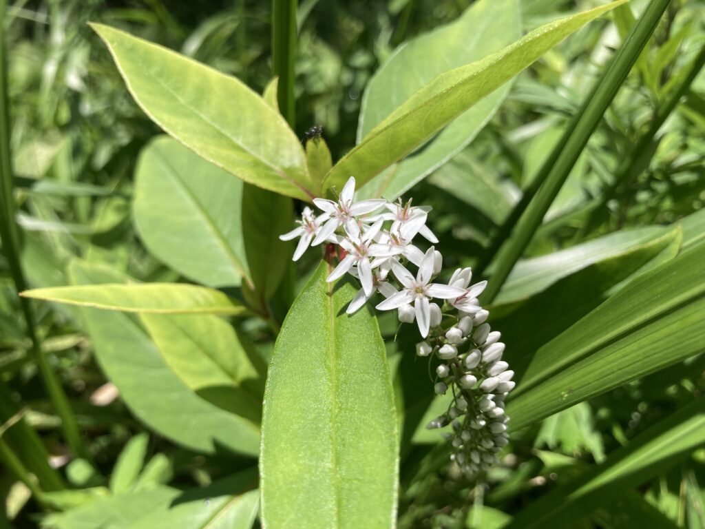 ビバルデの丘　霧ヶ峰　別荘地
長野県　諏訪市　霧ヶ峰高原　山野草　夏の花　オカトラノオ