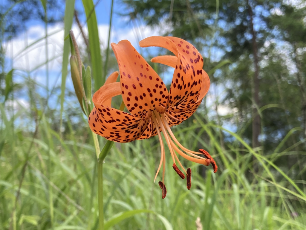 霧ヶ峰高原　長野県　諏訪市　霧ヶ峰　ビバルデの丘　自然　山野草　夏の花　コオニユリ　