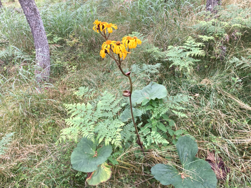 ビバルデの丘　霧ヶ峰　別荘地　高原　霧ヶ峰高原　長野県　山の花　山野草　マルバダケブキ