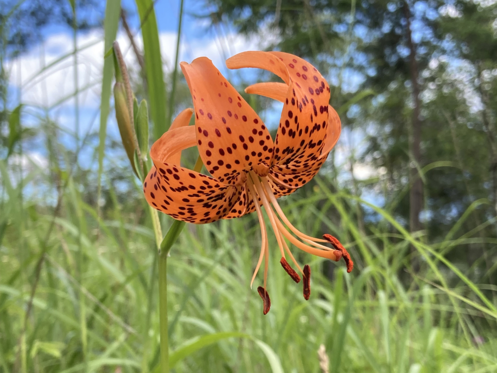 ビバルデの丘　霧ヶ峰　別荘地　高原　霧ヶ峰高原　長野県　山の花　山野草　コオニユリ