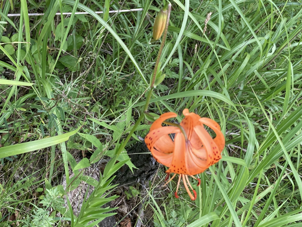 ビバルデの丘　霧ヶ峰　別荘地　高原　霧ヶ峰高原　長野県　山の花　山野草　コオニユリ