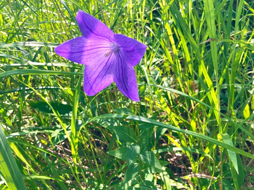 ビバルデの丘　霧ヶ峰　別荘地　高原　霧ヶ峰高原　長野県　山の花　山野草　キキョウ