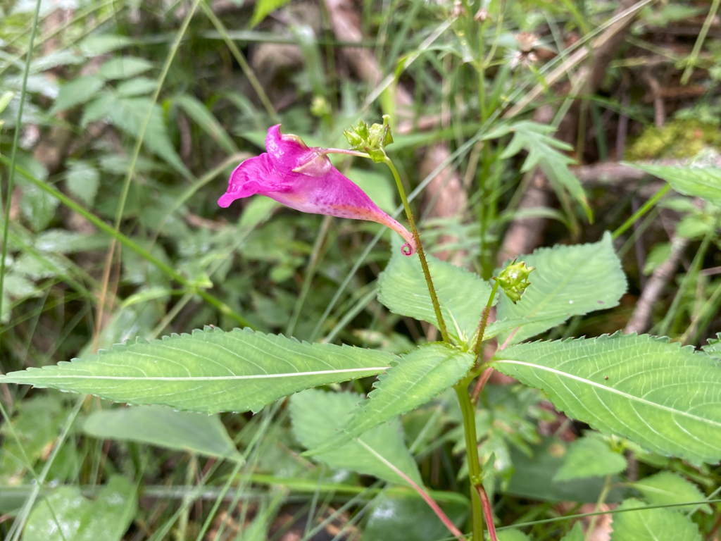 ビバルデの丘　霧ヶ峰　別荘地　高原　霧ヶ峰高原　長野県　山の花　山野草　ツリフネソウ