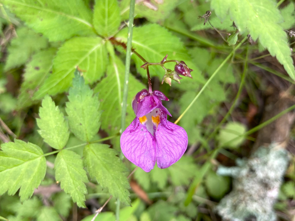 ビバルデの丘　霧ヶ峰　別荘地　高原　霧ヶ峰高原　長野県　山の花　山野草　ツリフネソウ