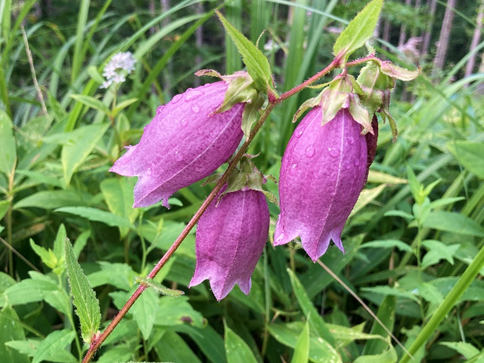 ビバルデの丘　霧ヶ峰　別荘地
長野県　諏訪市　霧ヶ峰高原　山野草　夏の花　ヤマホタルブクロ