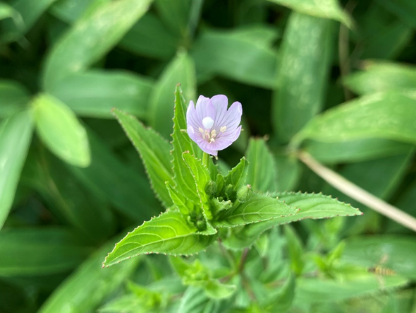 ビバルデの丘　霧ヶ峰　別荘地
長野県　諏訪市　霧ヶ峰高原　山野草　夏の花　オオルリソウ