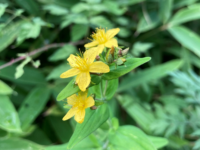 ビバルデの丘　霧ヶ峰　別荘地
長野県　諏訪市　霧ヶ峰高原　山野草　夏の花　オオルリソウ