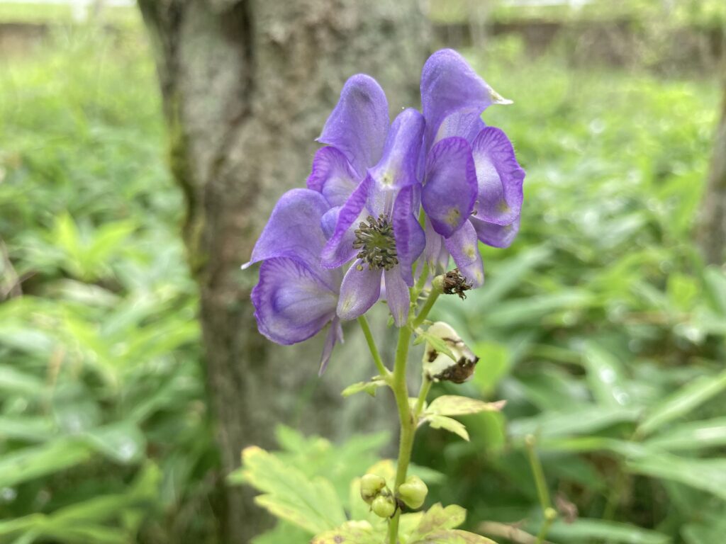 霧ヶ峰　別荘地　ビバルデの丘　長野県　山野草　山の花　夏の花　トリカブト　ツクバトリカブト　キンポウゲ科　青い花