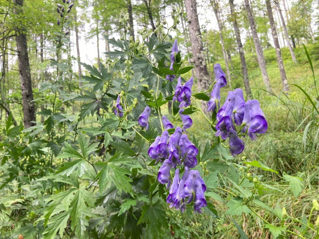 霧ヶ峰　別荘地　ビバルデの丘　長野県　山野草　山の花　夏の花　トリカブト　ツクバトリカブト　キンポウゲ科　青い花