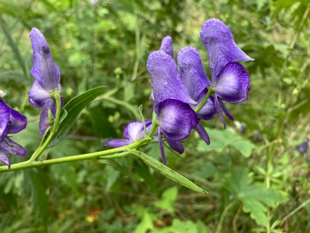 霧ヶ峰　別荘地　ビバルデの丘　長野県　山野草　山の花　夏の花　トリカブト　ツクバトリカブト　キンポウゲ科