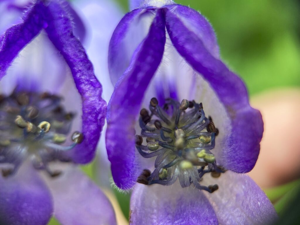 霧ヶ峰　別荘地　ビバルデの丘　長野県　山野草　山の花　夏の花　トリカブト　ツクバトリカブト　キンポウゲ科