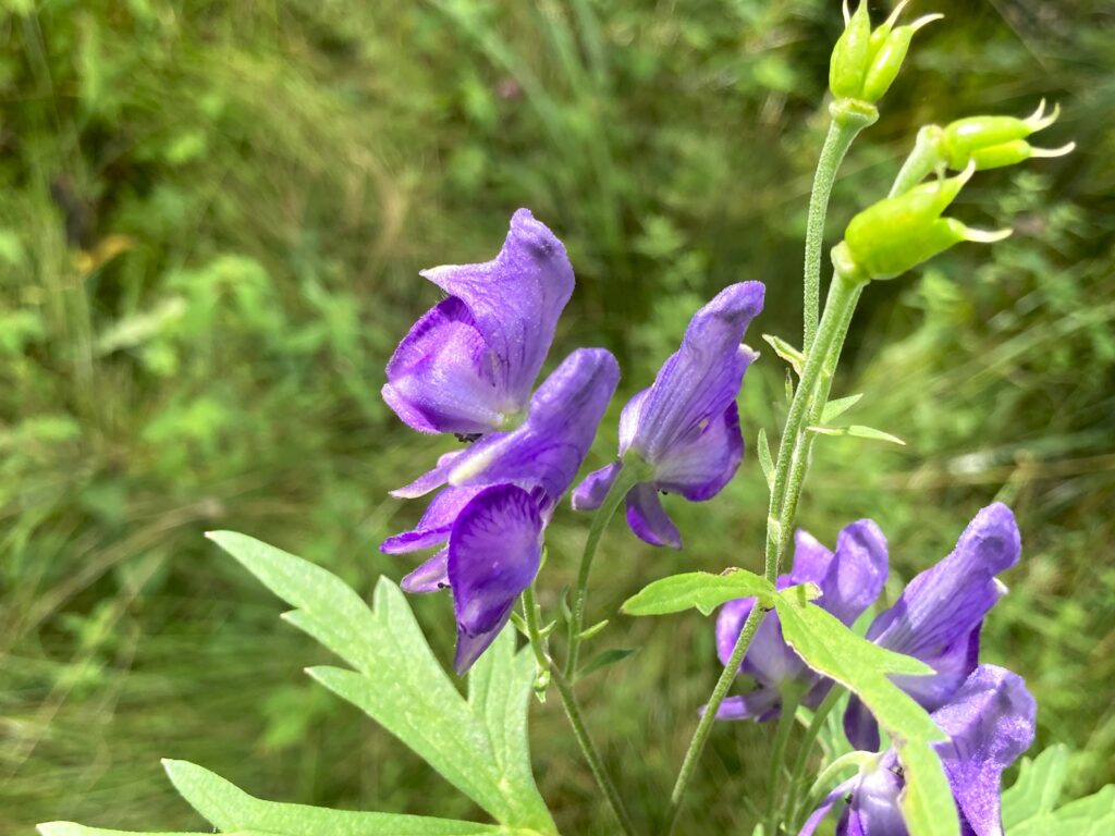 霧ヶ峰　別荘地　ビバルデの丘　長野県　山野草　山の花　夏の花　トリカブト　ツクバトリカブト　キンポウゲ科