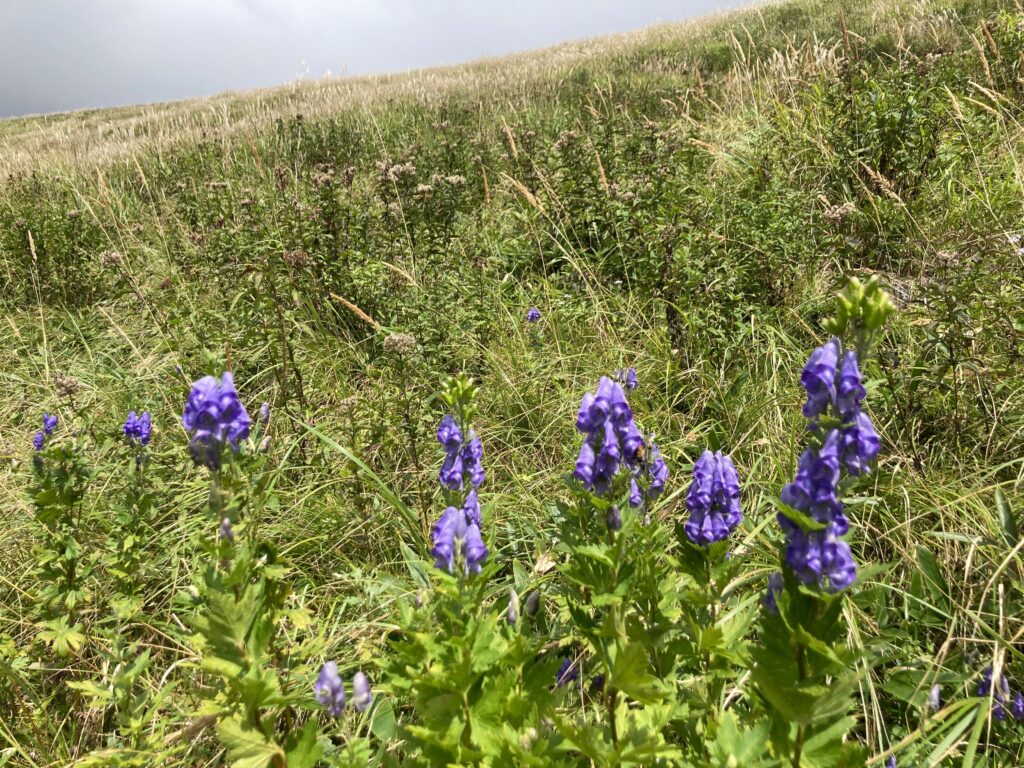 霧ヶ峰　別荘地　ビバルデの丘　長野県　山野草　山の花　夏の花　トリカブト　ツクバトリカブト　キンポウゲ科