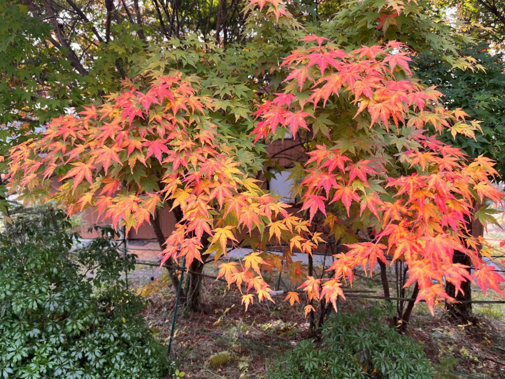 別荘の植栽